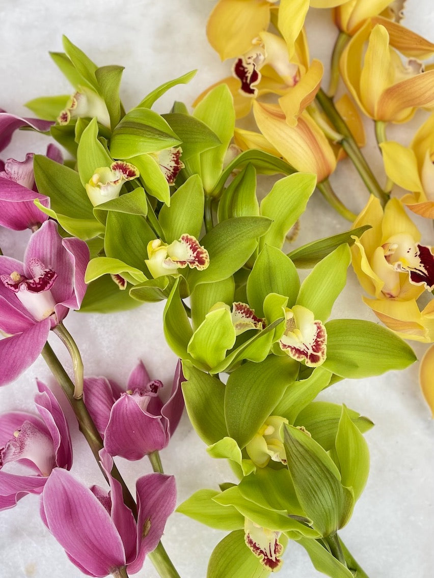 assorted orchids 