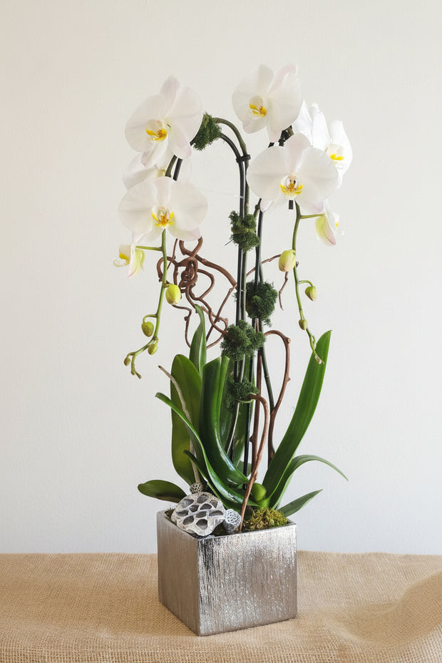 Orchids arrangement 