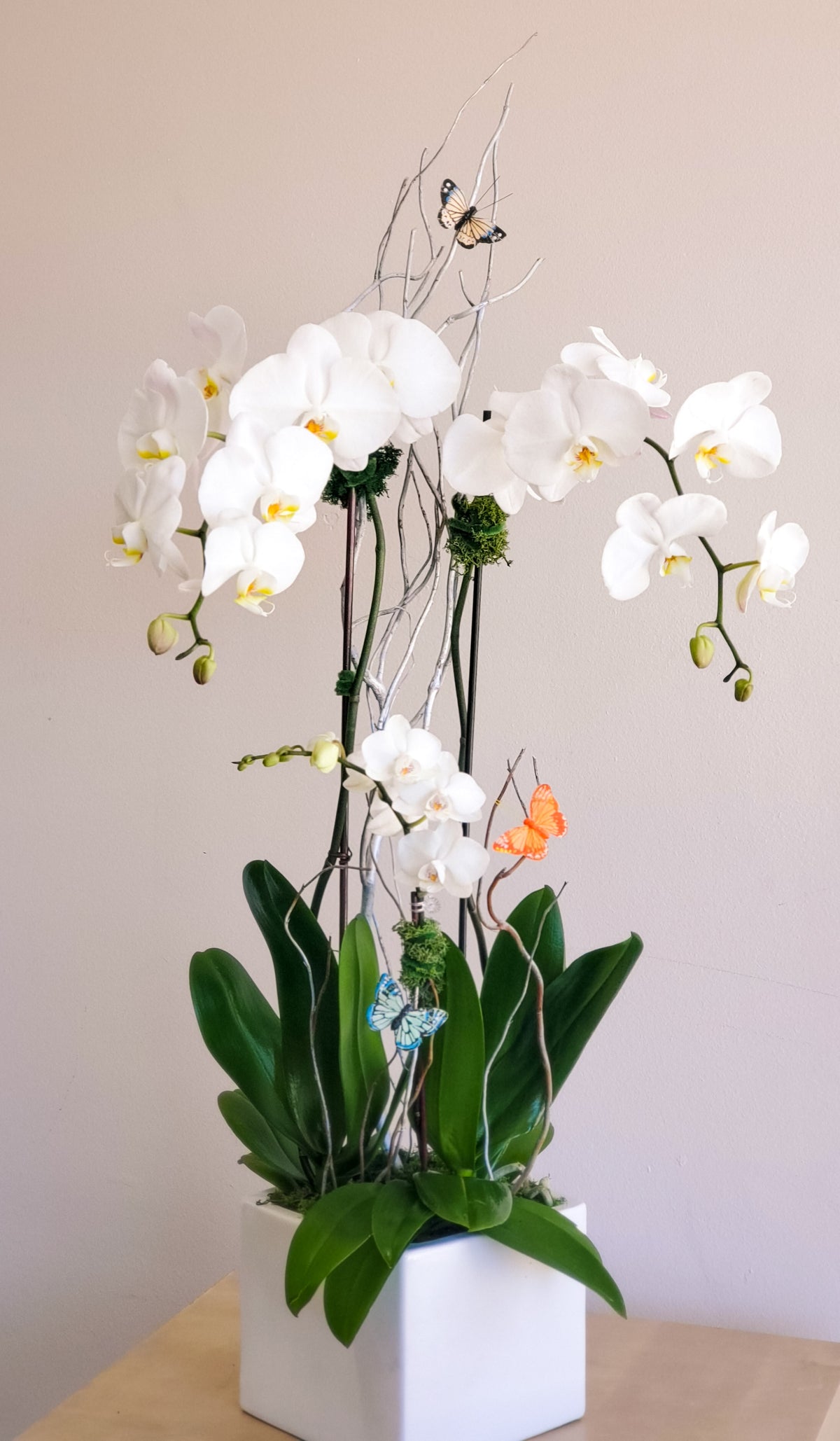 orchid plant indoor Trio Orchids Plant