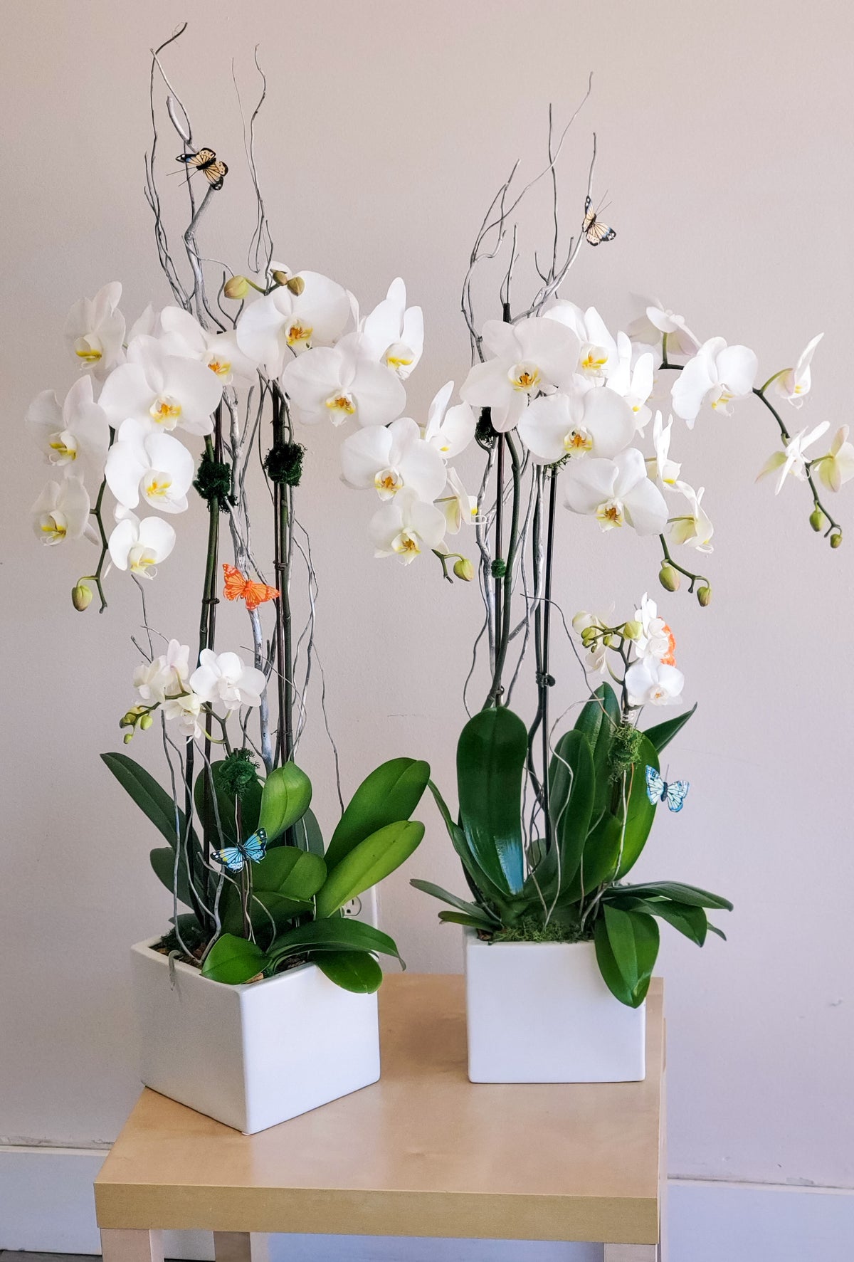 orchid indoor plant Trio Orchids Plant – Luxe Flower Box