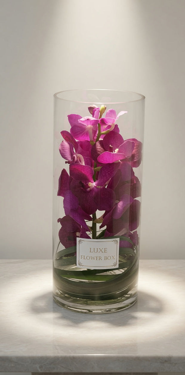 vanda orchid 