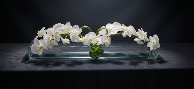 Phalaenopsis white orchid 