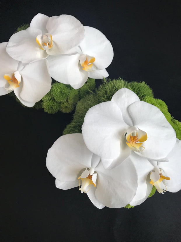 Phalaenopsis Elegance Table Centerpiece