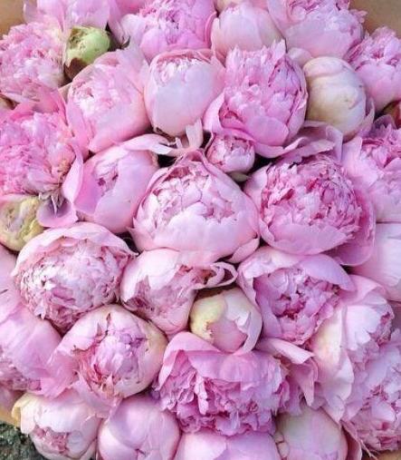 A box of beautifully arranged pink peony flowers.
